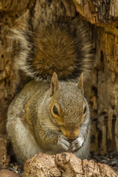 USA, North Carolina Gray squirrel eating